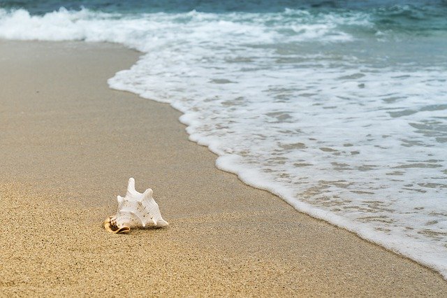 shell on the sand near the sea