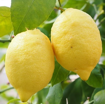 Two lemons on a tree