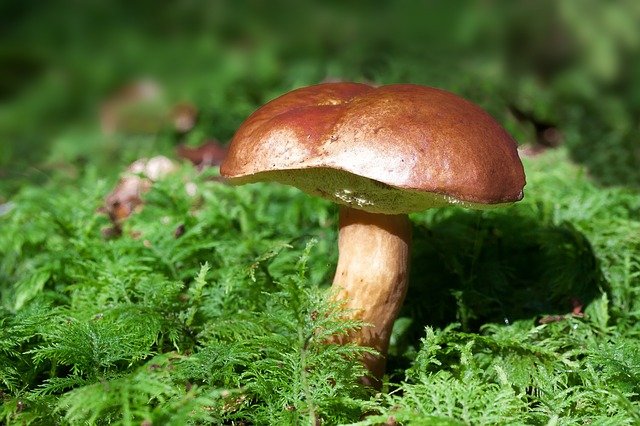 mushroom